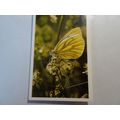 1983 Grandee British Butterflies Card # 27 of 3...