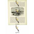 View On The Parahiba River, Brazil, Book Illust...
