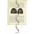 Zummate Indians, Amazon Region, Brazil, Book Il...