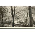 Bordsdane Wood Hindley, Lancashire