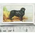 1938 Gallaher Dogs 2nd Series No. 23 Newfoundland