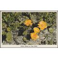 Cactus Blooms on Cape Sable, Florida, 1961 - Gu...