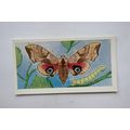 1958 Swettenham tea card Butterflies & Moths No...