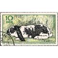 DDR, MAMMALS, Rabbit, 1970, 10 Pfennig