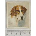 1939 Godfrey Phillips Our Dogs No. 21 The Foxhound