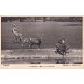 Hogdeer Deer Whipsnade Zoo Park Postcard