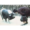 Woman Almost Kissing Blue Pig Animal Comic Real...