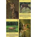 British Red Roe Deer Fawn 4x Deers Postcard s