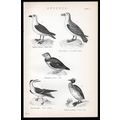 ANSERES 1883 Fulmar Petrel Black Skimmer Horned...
