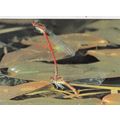 Damsel Fly National Postal Museum Postcard unus...