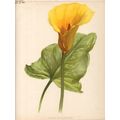 CALLA ELLIOTIANA 1894 Henry George Moon CHROMOL...