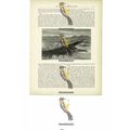 Crocodile, South Africa, Book Illustration (Pri...