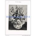 SPRING FLOWERS, ROBERT FROST, LOUGHBOROUGH, PHO...