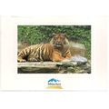 A LOVELY TIGER FROM Munich Zoo, Germany =