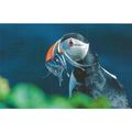 K1406: Puffin (Fratercula arctica) Grimsey Island.