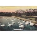 Poole Park Dorset Postcard (DOR75713)