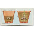 1923 Wills Gardening Hints No. 8 Potting Lily B...
