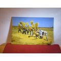 THRESHING RICE BY HAND, THAILAND unused postcard. =