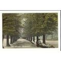 Warwickshire BUSHWOOD The Avenue Postcard by Wi...