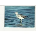 GREENSHANK Postcard by J.Arthur Dixon (KSB/23014)