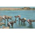 Cairo Crocodile Catchers Antique Egyptian Postcard