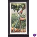 WILLS - 1938 GARDEN HINTS NO 16 STAKING STANDAR...