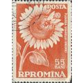ROMANIA, Agricultural organization, Sunflower, ...
