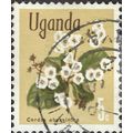 UGANDA, FLOWER, East African cordia, Cordia aby...