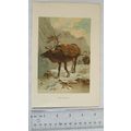 Coloured illustration: Reindeer