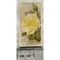1926 Wills Roses No. 41 Mrs. Darlington