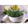 Exfoliating Body Scrub[ ]