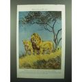 1943 Lion Illustration by Walter A. Weber, King...