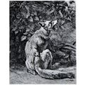 REYNARD 1893 Contant Troyon - fox PRINT