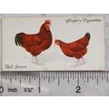 1931 John Player & Sons Poultry No. 44 Red Sussex