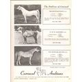 carrousel arabians 1972 egyptian prince bmb rah...