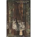 Largest Card Case, Santa Cruz Big Trees, Califo...