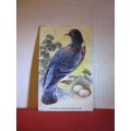 WOOD PIGEON OR RING DOVE used antique postcard ...