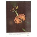 orange lily flower, PORTUGUESE.. unused vintage...