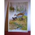 MOORHEN by Winifred Austen unused postcard by V...