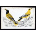 BLACK-HEADED ORIOLE AND BLACKCHEEKED ORIOLE Bir...