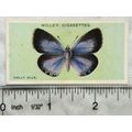 1927 Wills British Butterflies No. 7 Holly Blue