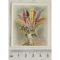 1937 Godfrey Phillips Flower Studies No. 24