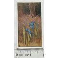 Vintage: Dutch card Jac. P. Thijsse, Lente No. ...