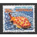 AUSTRALIA ORANGE TIPPED COWRIE SEALIFE SNAIL FI...
