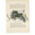Greater Frigate Bird (Immature Male), Animal Bo...