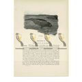 Dugong, Animal Book Illustration (Print), c1916