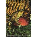 Amphibian - Common Toad, Bufi bufo - Dixon post...