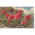 A Haller Alpine Roses Alpha Postcard unused vgc