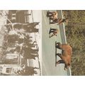 London Dancing Bear 2x Postcard s