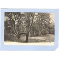 New Jersey Wildwood The W Tree emblematic Of Wi...
